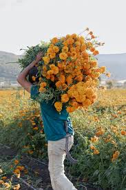 Attēlu rezultāti vaicājumam “Tagetes flower”