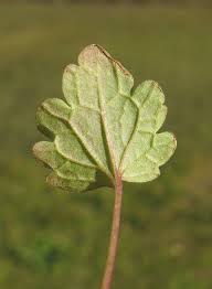 Attēlu rezultāti vaicājumam “Lamium amplexicaule leaf”
