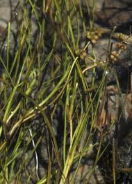 Attēlu rezultāti vaicājumam “Stuckenia filiformis bud”