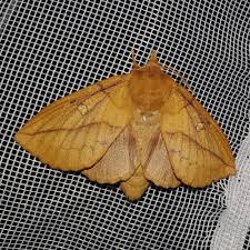 Attēlu rezultāti vaicājumam “Euthrix potatoria imago”