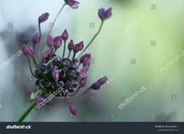 Attēlu rezultāti vaicājumam “Allium scorodoprasum flower”