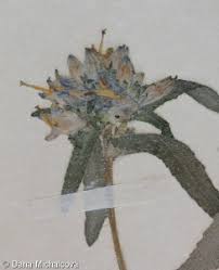 Attēlu rezultāti vaicājumam “Campanula cervicaria”