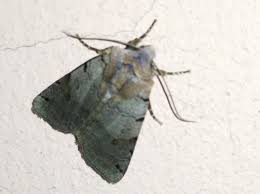 Attēlu rezultāti vaicājumam “Agrochola litura”