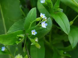 Attēlu rezultāti vaicājumam “Myosotis sparsiflora flower”