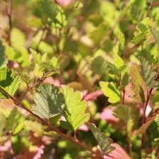 Attēlu rezultāti vaicājumam “Symphoricarpos x chenaultii”