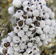 Attēlu rezultāti vaicājumam “Badhamia capsulifera var. arborea spores”