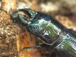 Attēlu rezultāti vaicājumam “Ceruchus chrysomelinus”