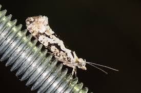 Attēlu rezultāti vaicājumam “Ypsolopha sequella”