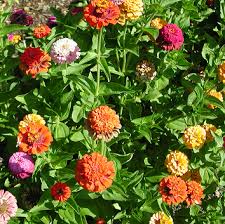 Image result for Zinnia elegans