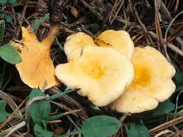 Attēlu rezultāti vaicājumam “Hygrophoropsis aurantiaca”