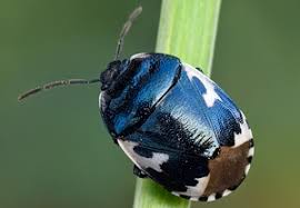 Attēlu rezultāti vaicājumam “Tritomegas bicolor imago”