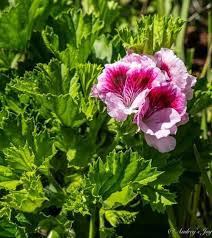 Attēlu rezultāti vaicājumam “Geraniaceae”
