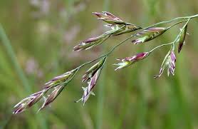 Attēlu rezultāti vaicājumam “Festuca pratensis”