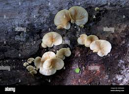 Attēlu rezultāti vaicājumam “Crepidotus versutus”