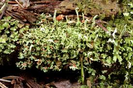 Attēlu rezultāti vaicājumam “Cladonia norvegica”