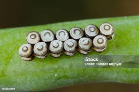 Attēlu rezultāti vaicājumam “Pentatomidae eggs”