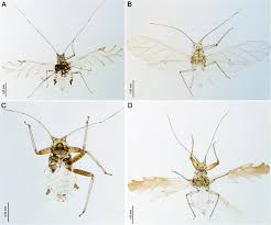 Attēlu rezultāti vaicājumam “Drepanosiphum platanoidis”