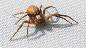 Attēlu rezultāti vaicājumam “Philodromus sp.”