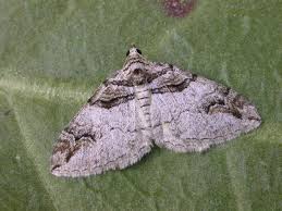 Attēlu rezultāti vaicājumam “Pareulype berberata”