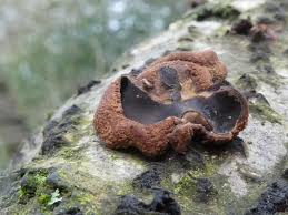 Attēlu rezultāti vaicājumam “Encoelia furfuracea”