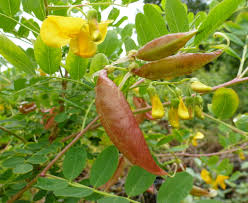 Image result for Colutea arborescens