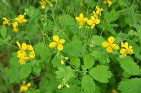 Attēlu rezultāti vaicājumam “Chelidonium majus leaf”