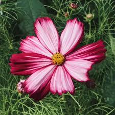 Image result for Cosmos bipinnatus