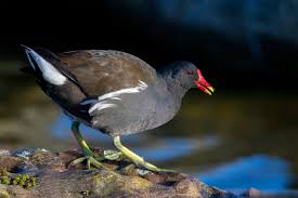 Attēlu rezultāti vaicājumam “Gallinula chloropus”