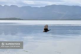 Attēlu rezultāti vaicājumam “Numida meleagris adult”