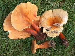 Attēlu rezultāti vaicājumam “Hygrophoropsis aurantiaca”