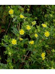 Attēlu rezultāti vaicājumam “Potentilla norvegica flower”