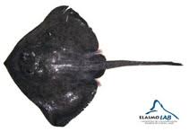 Image result for Bathyraja brachyurops