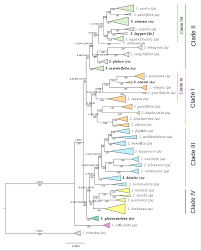 Attēlu rezultāti vaicājumam “Salix Vetrix”