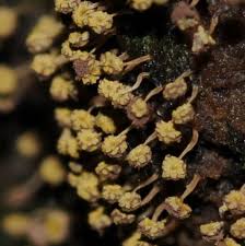 Attēlu rezultāti vaicājumam “Physarum viride var. aurantium spores”