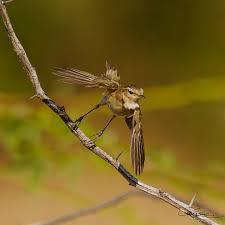 Attēlu rezultāti vaicājumam “Phylloscopus collybita”