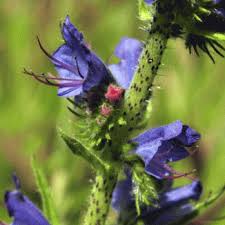 Attēlu rezultāti vaicājumam “Echium vulgare flower”