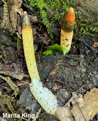 Attēlu rezultāti vaicājumam “Mutinus caninus”