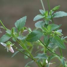 Attēlu rezultāti vaicājumam “Viola tricolor”