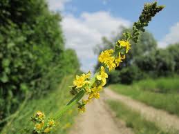 Attēlu rezultāti vaicājumam “Agrimonia eupatoria fruit”