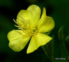 Image result for Oenothera biennis
