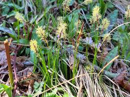 Attēlu rezultāti vaicājumam “Carex lasiocarpa female flower”