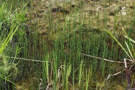 Attēlu rezultāti vaicājumam “Equisetum variegatum”