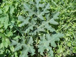 Attēlu rezultāti vaicājumam “Heracleum sphondylium subsp. sibiricum”