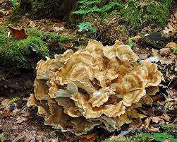 Attēlu rezultāti vaicājumam “Bondarzewia mesenterica”