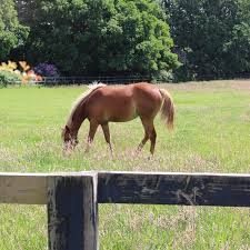 Image result for West Sussex Bowls Touring Club