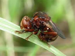 Attēlu rezultāti vaicājumam “Sicus ferrugineus”