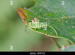 Attēlu rezultāti vaicājumam “Diaea dorsata male”