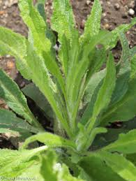 Attēlu rezultāti vaicājumam “Campanula cervicaria bud”