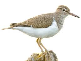 Image result for Numenius tenuirostris