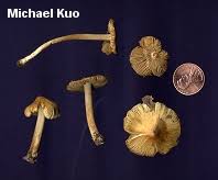 Attēlu rezultāti vaicājumam “Inocybe lanuginosa”